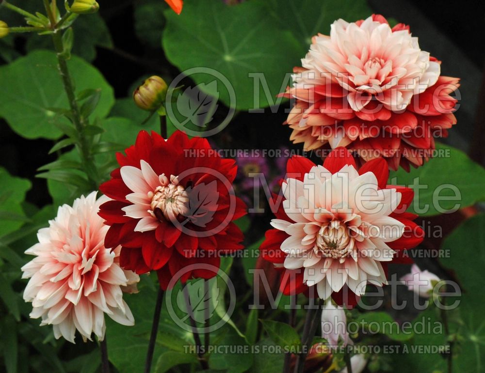 Dahlia Rexona (Dahlia) 1  