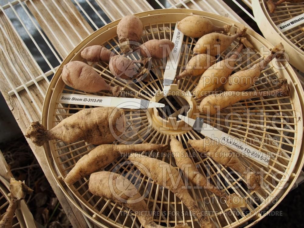 Dahlias divided and cleaned for winter storage 1