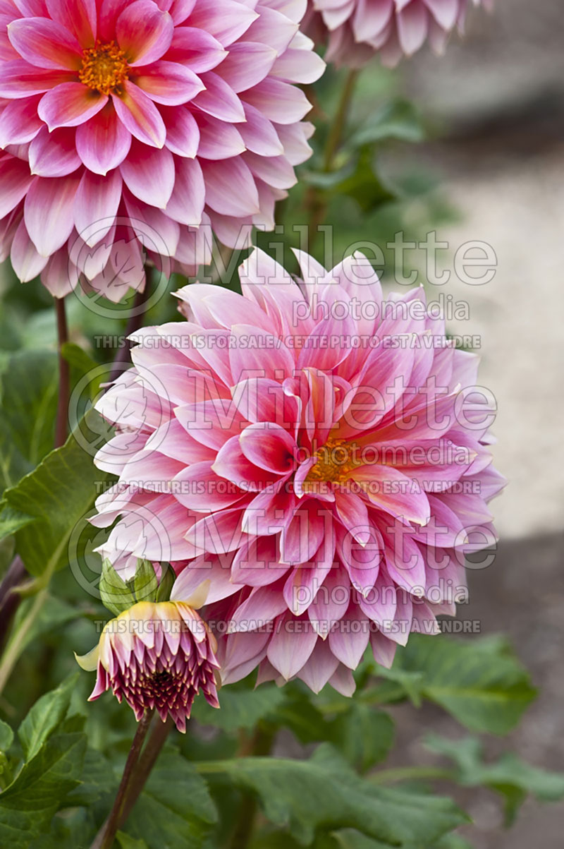 Dahlia Scaur Swinton (Decorative Dahlia)  1 