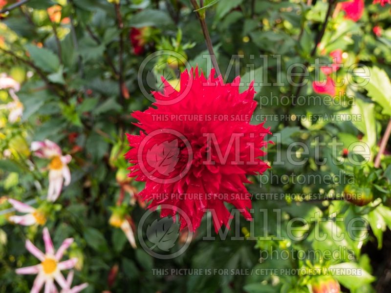 Dahlia Skywalker (Decorative Dahlia)  4 