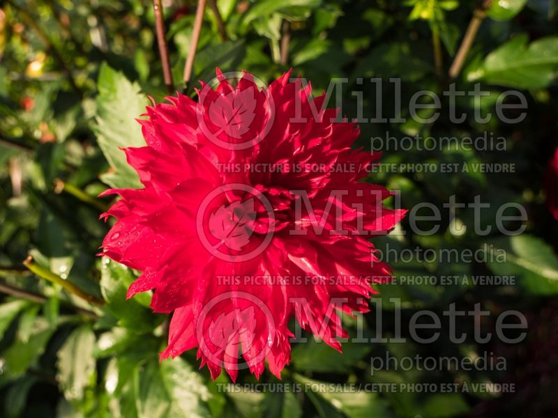 Dahlia Skywalker (Decorative Dahlia)  5 