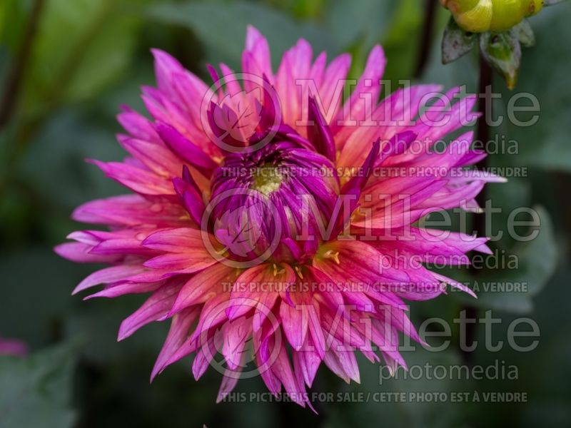 Dahlia Sonic Bloom (Waterlily Dahlia)  1 