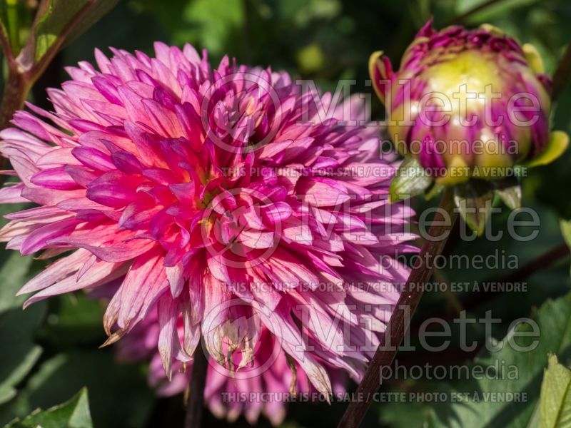 Dahlia Sonic Bloom (Waterlily Dahlia)  2 