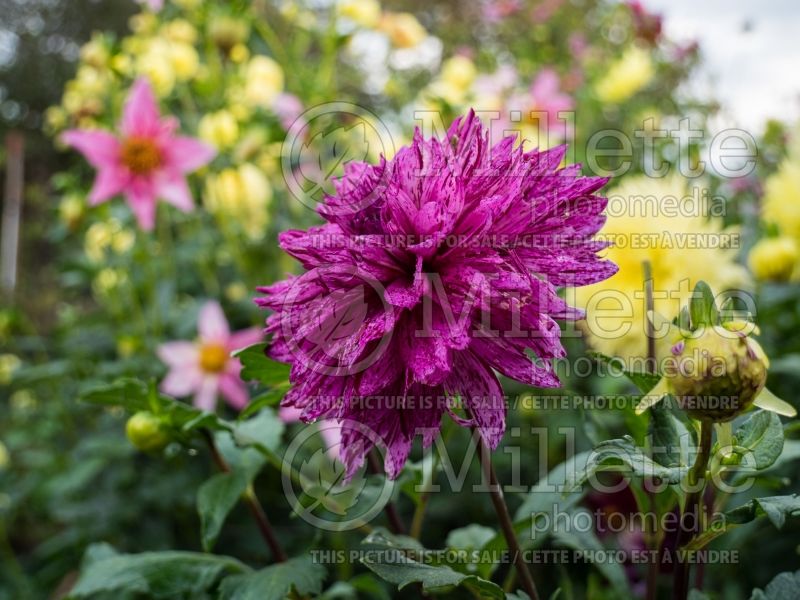 Dahlia Speckled Chee (Waterlily Dahlia)  1 