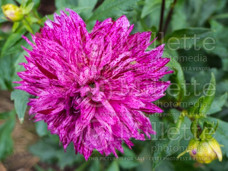 Dahlia Speckled Chee (Waterlily Dahlia)  2 