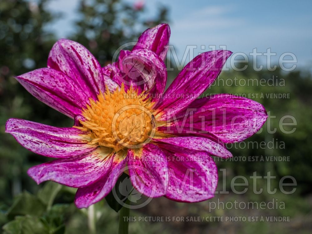 Dahlia Speckled Tim (Dahlia)  1 