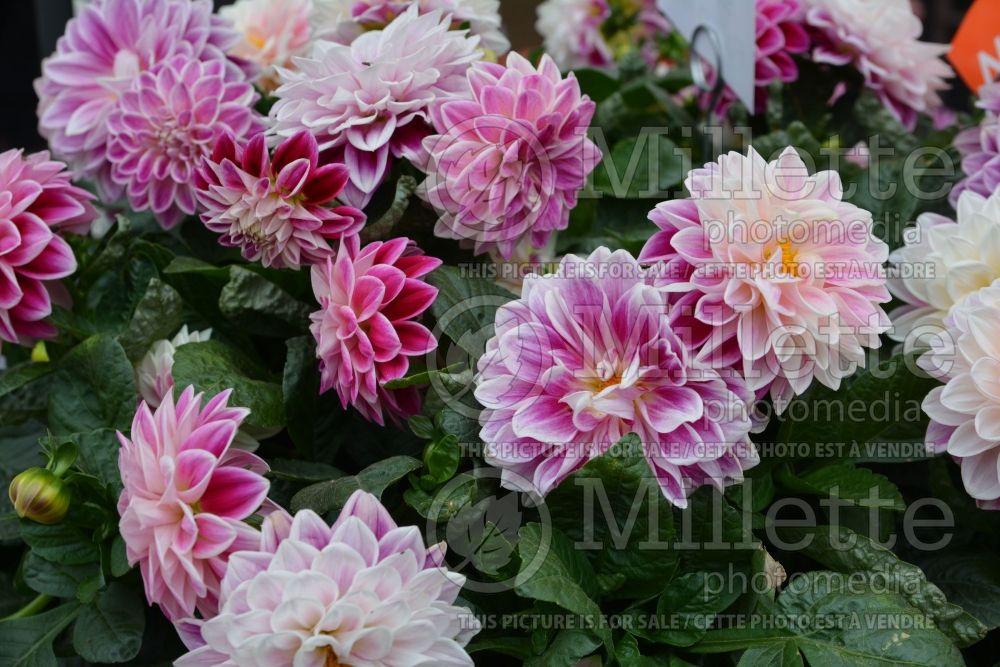 Dahlia Starsister Flamed Rose (Decorative Dahlia)  1 