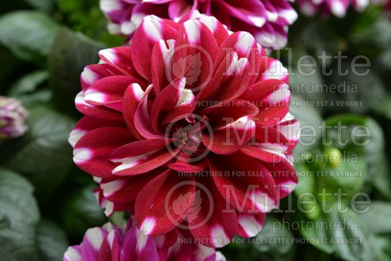 Dahlia Starsister Red Stripes (Decorative Dahlia)  1 