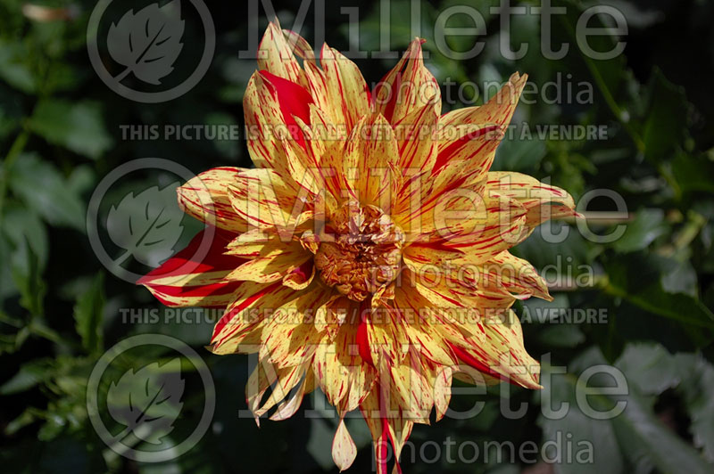 Dahlia Striped Vulcan (Dahlia) 1 