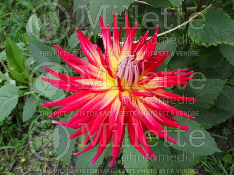 Dahlia Sunburst (Dinner Plate Dahlia)  1 