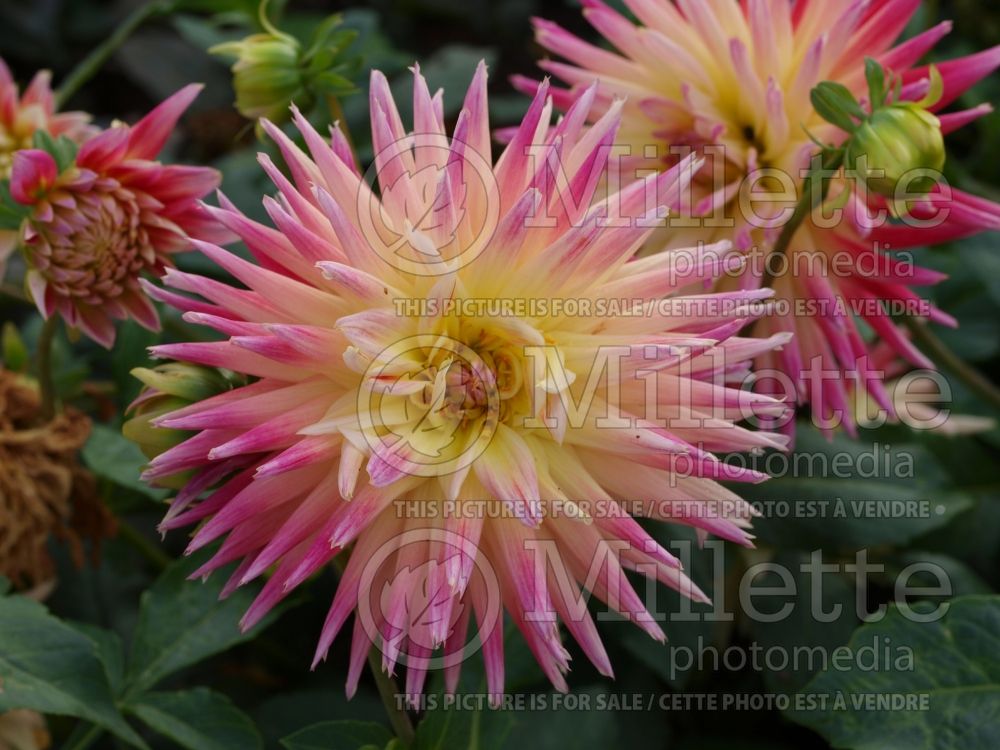 Dahlia Tahiti Sunrise (Formal Decorative Dahlia)  1 