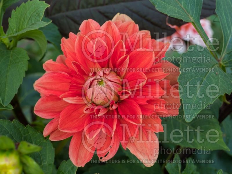 Dahlia Teddy (Waterlily Dahlia)  1 