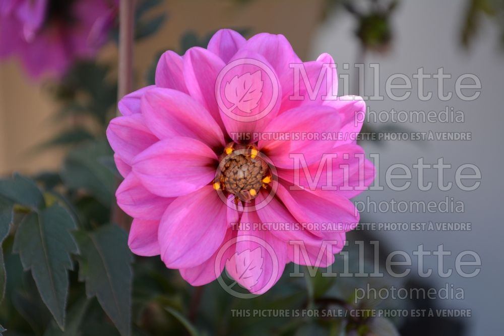 Dahlia Dahlightful Lively Lavender (Waterlily Dahlia)  1 