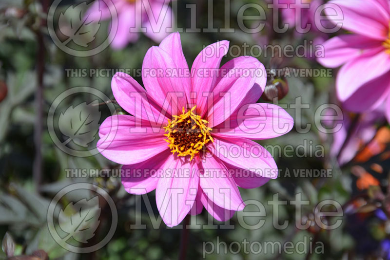 Dahlia Dahlightful Lively Lavender (Waterlily Dahlia)  2 