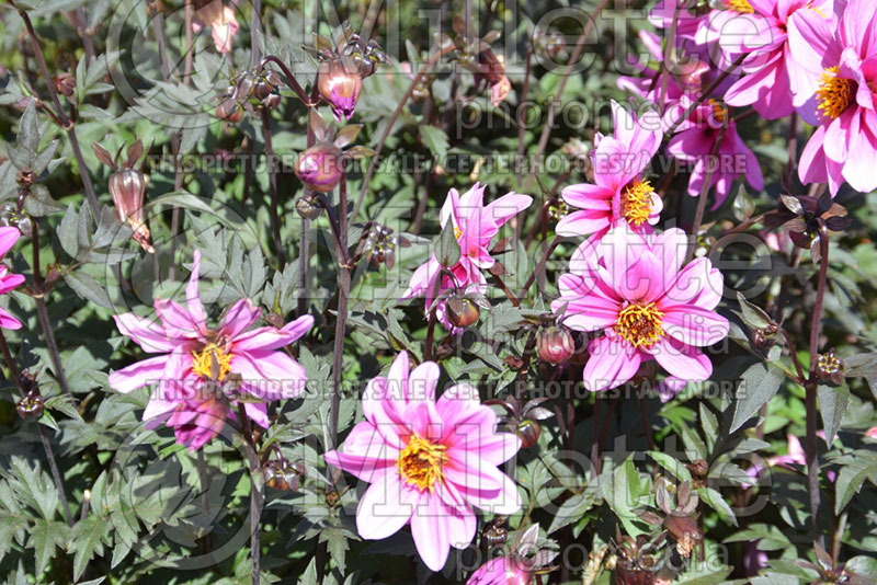 Dahlia Dahlightful Lively Lavender (Waterlily Dahlia)  3 