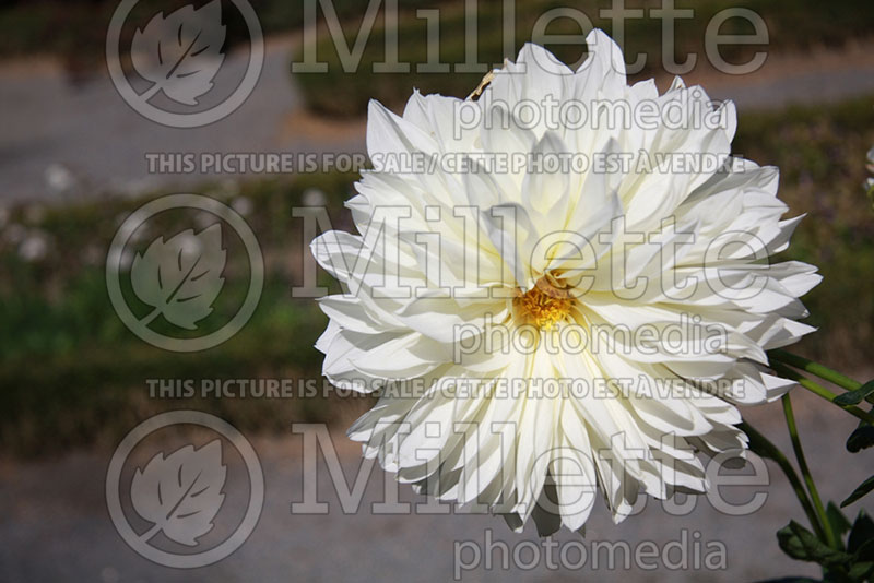 Dahlia White Perfection (Decorative Dahlia)  1 