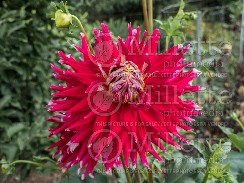 Dahlia Wildman (Dahlia)  1