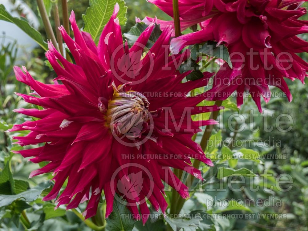 Dahlia Wildman (Dahlia)  2 