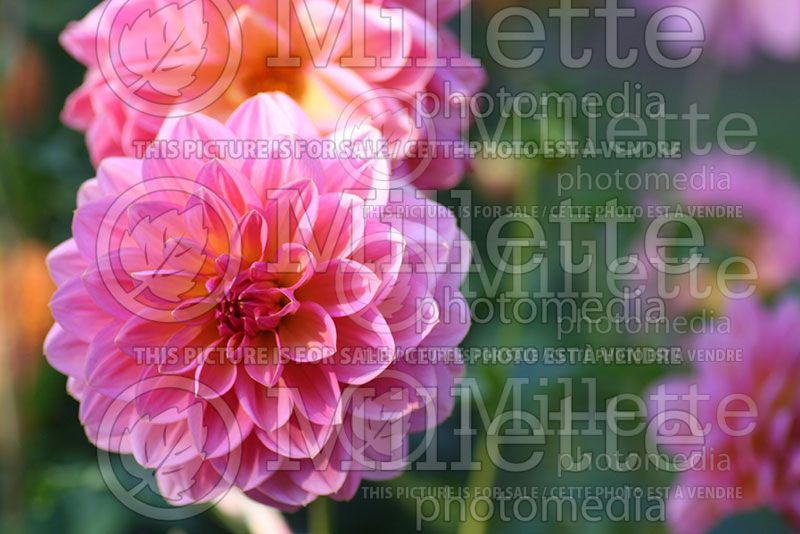 Dahlia Wildwood Marie (Decorative Dahlia)   1