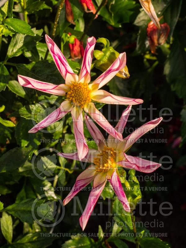 Dahlia Willie Willie (Dahlia)  2 