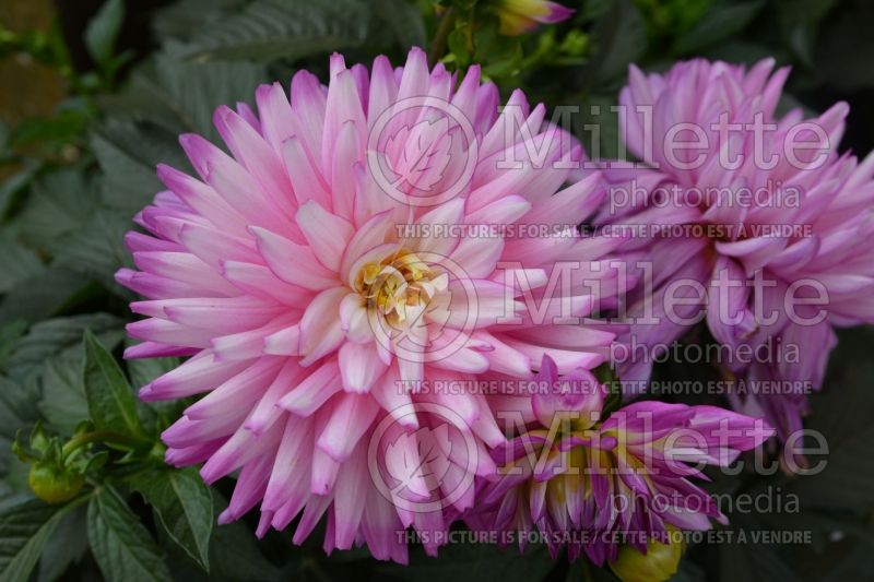 Dahlia XXL Aztec Veracruz (Decorative Dahlia)  1 