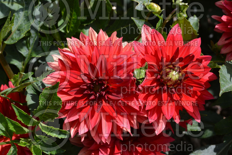 Dahlia XXL Aztec Alamos (Dahlia)   1