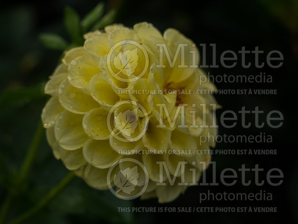 Dahlia Yellow Gem (Dahlia)  1 