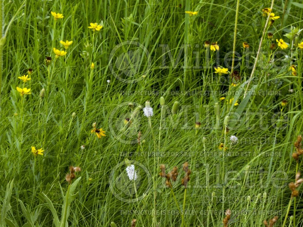 Dalea candida (Purple Prairie Clover)  4