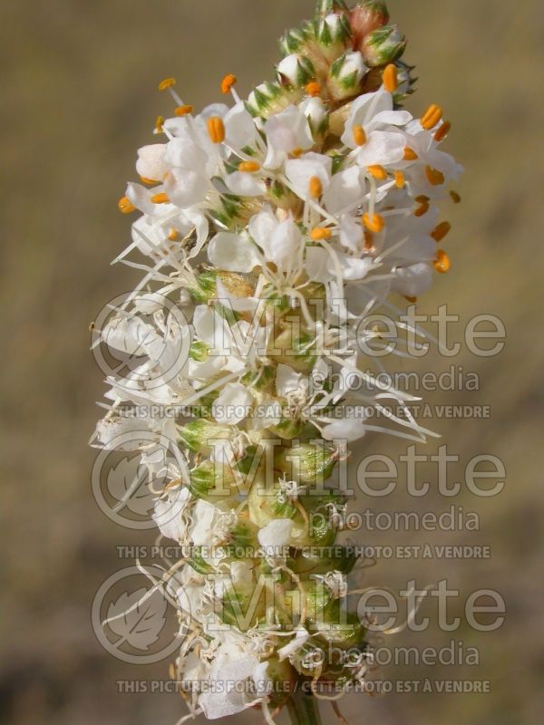 Dalea candida (Purple Prairie Clover)  1