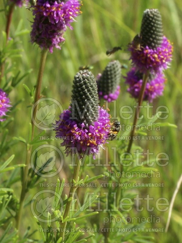 Dalea purpurea (Purple Prairie Clover)  7