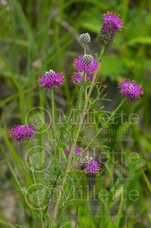 Dalea purpurea (Purple Prairie Clover)  4