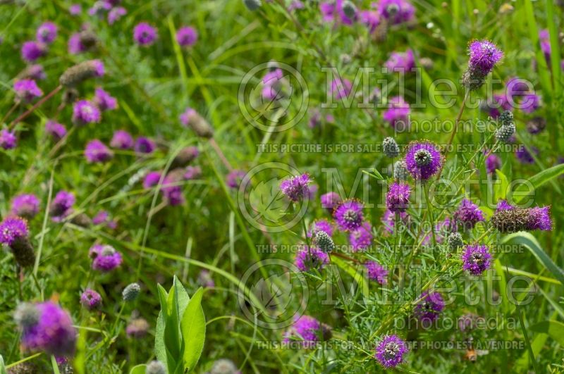 Dalea purpurea (Purple Prairie Clover)  5