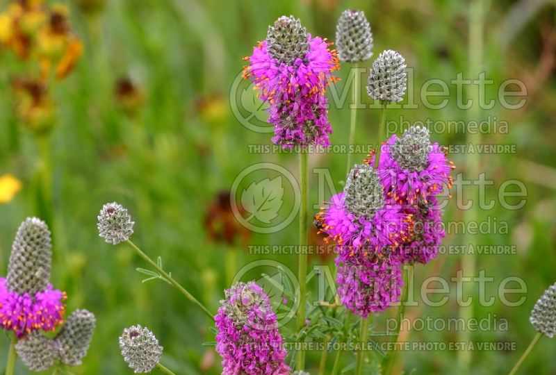 Dalea purpurea (Purple Prairie Clover)  2