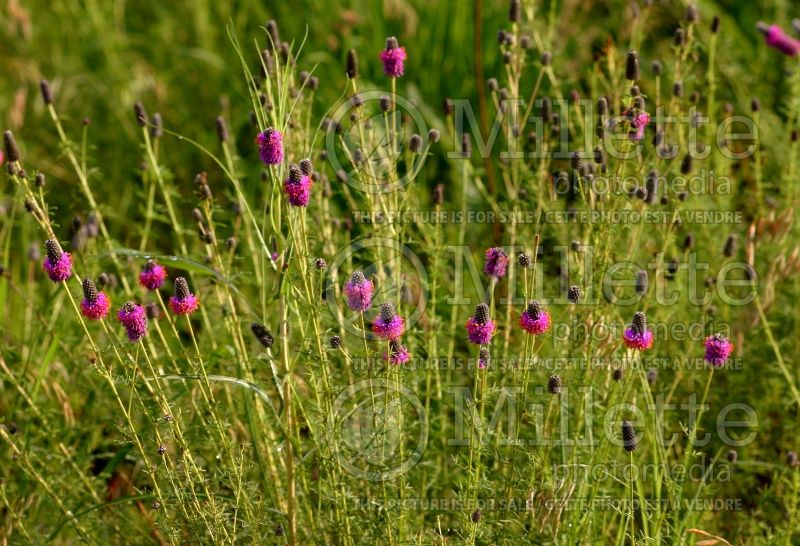 Dalea purpurea (Purple Prairie Clover)  3