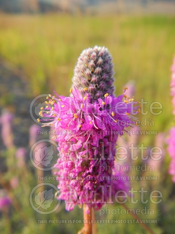 Dalea purpurea (Purple Prairie Clover)  6