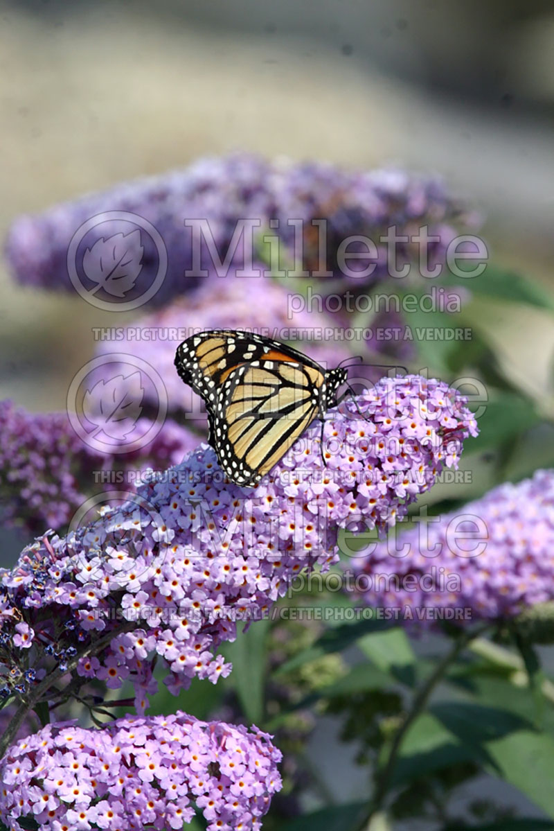 Monarch butterfly (Danaus plexippus)on Buddleia (Ambiance) 31 