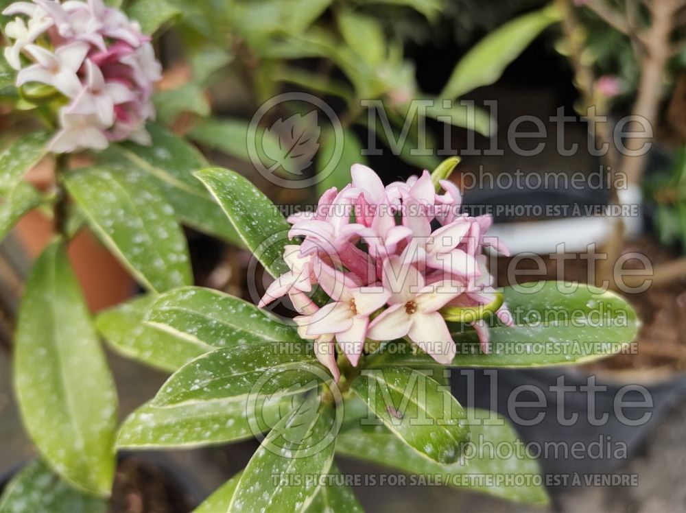 Daphne Aureomarginata (Burkwood) 1 