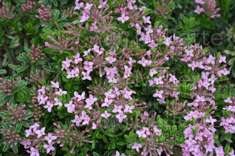 Daphne Variegata (Burkwood)  3