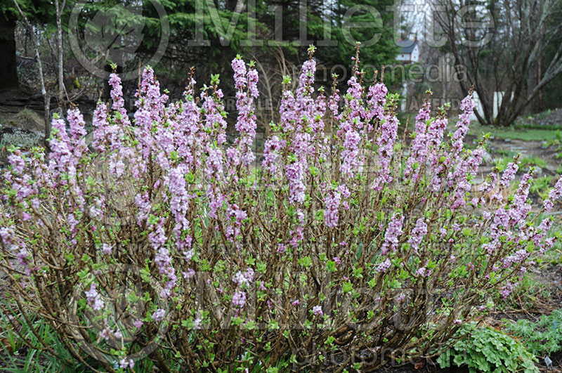 Daphne mezereum (Burkwood)  1