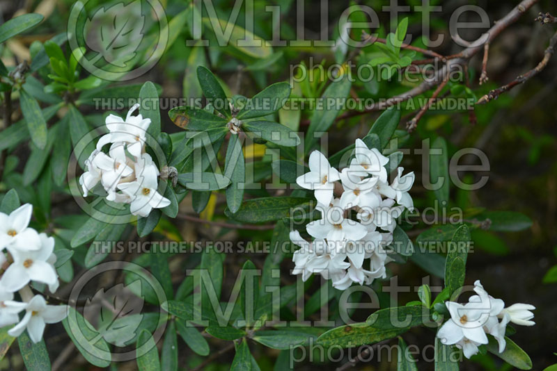 Daphne Eternal Fragrance or Blafra (Burkwood)  1