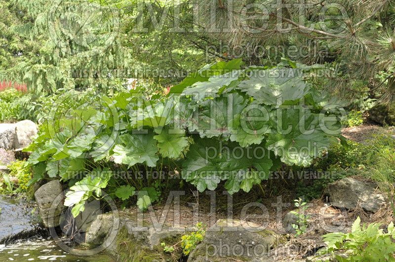 Darmera peltata aka Peltiphyllum peltatum (Umbrella plant) 6 