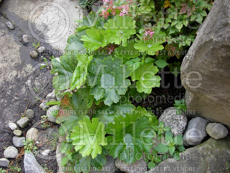 Darmera peltata aka Peltiphyllum peltatum (Umbrella plant) 1 