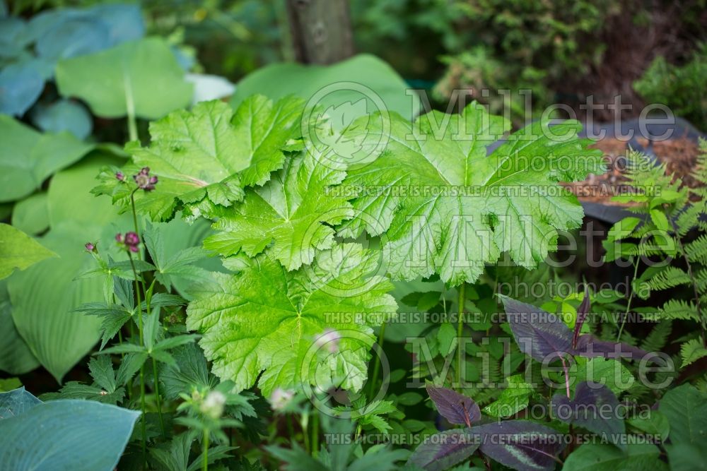 Darmera peltata aka Peltiphyllum peltatum (Umbrella plant) 3 