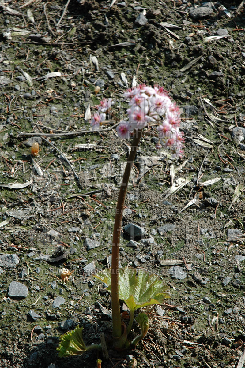 Darmera peltata aka Peltiphyllum peltatum (Umbrella plant) 2 