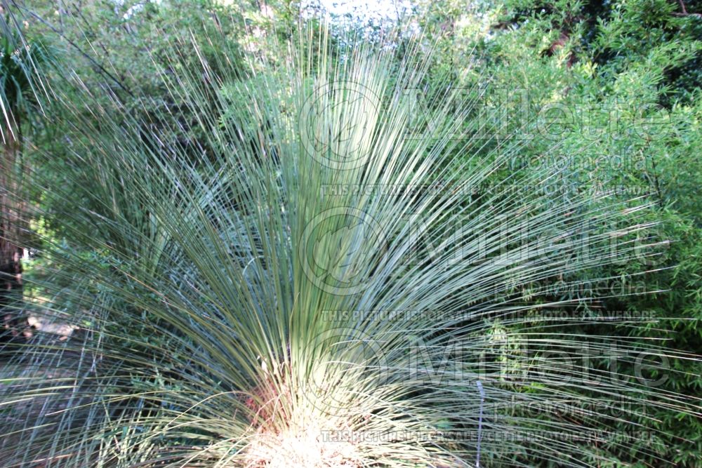 Dasylirion longissimum (Mexican Grass Tree) 1