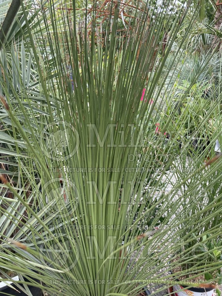 Dasylirion longissimum (Mexican Grass Tree) 2