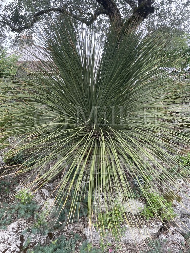 Dasylirion longissimum (Mexican Grass Tree) 3