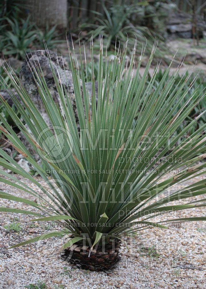 Dasylirion texanum (Texas sotol) 3