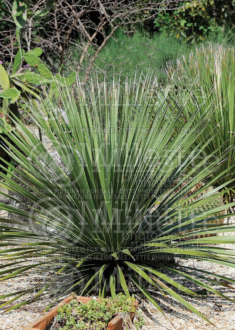 Dasylirion texanum (Texas sotol) 1