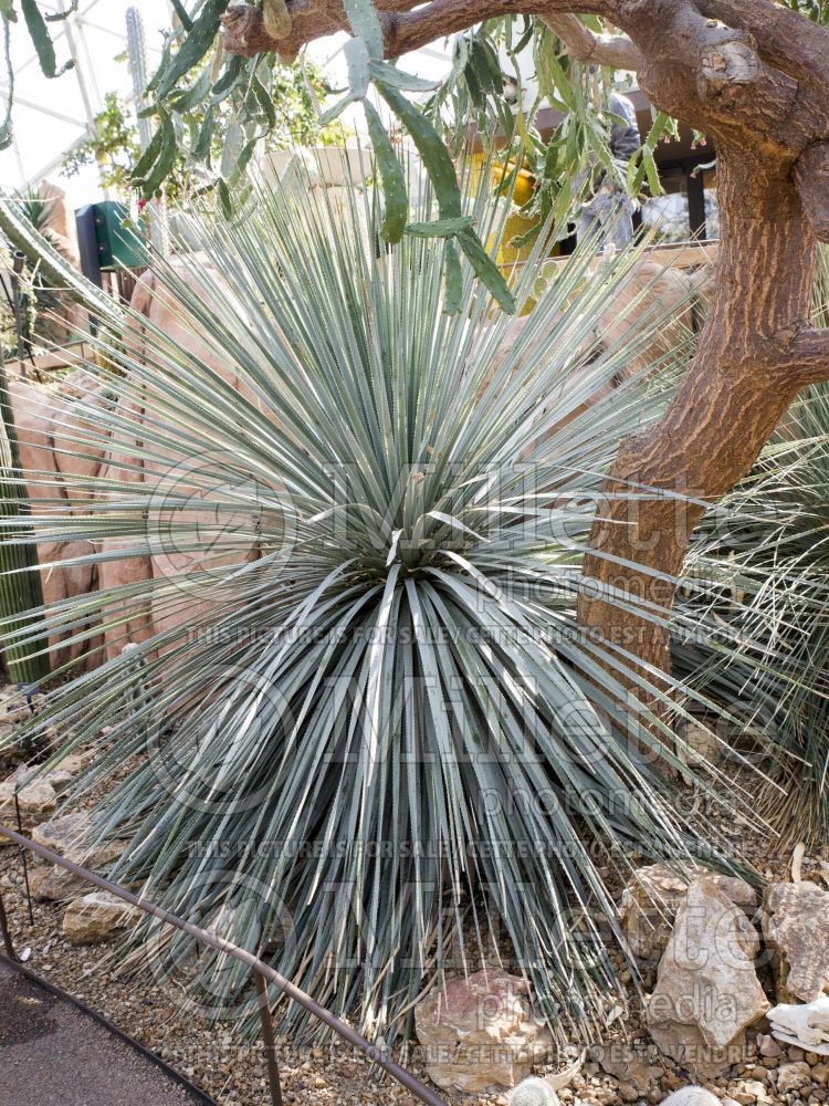 Dasylirion wheeleri (Spoon Yucca cactus)  1